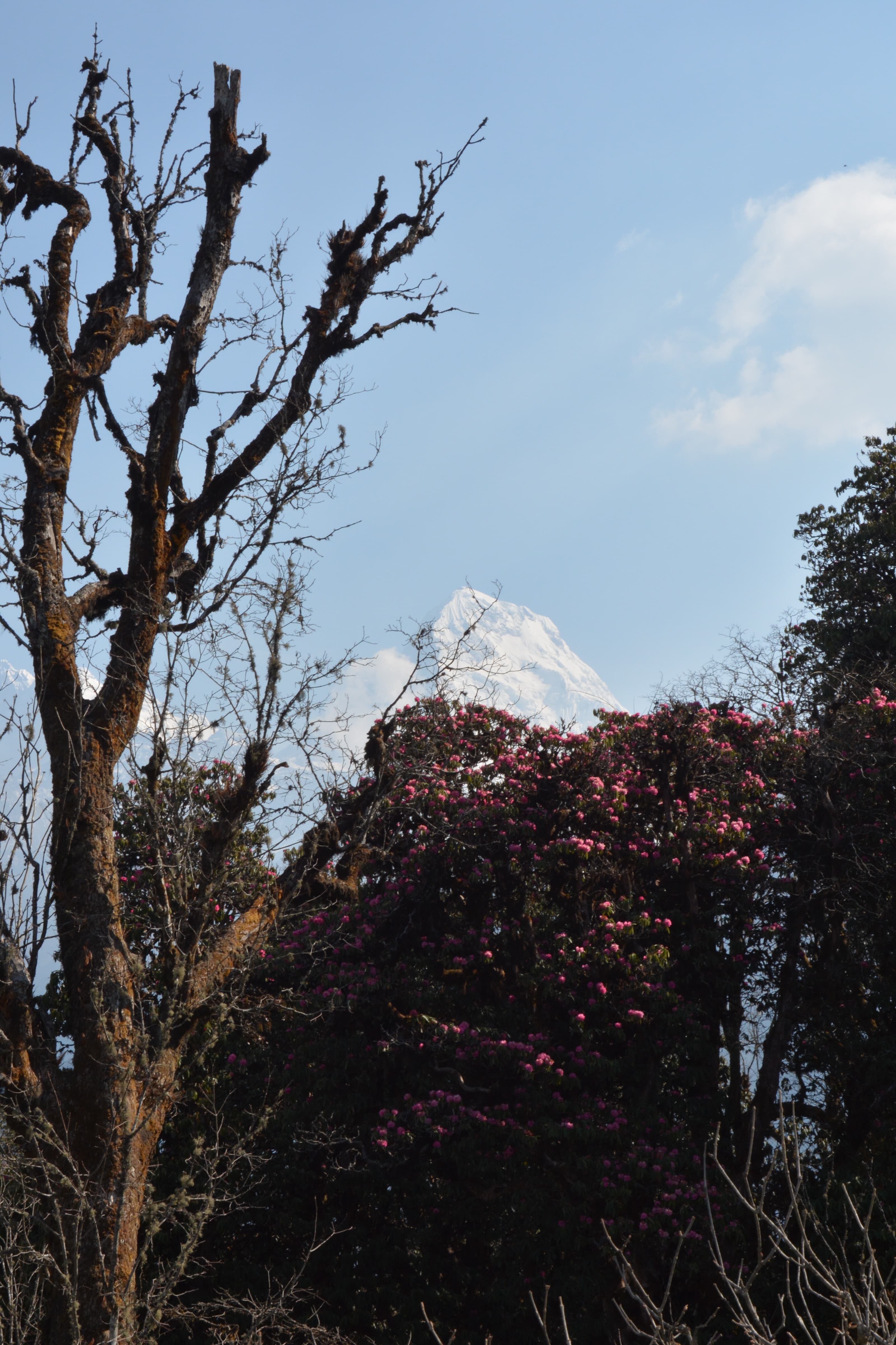 https://sapi.travelnepal.com.au/media/image/Ghorepani.jpg